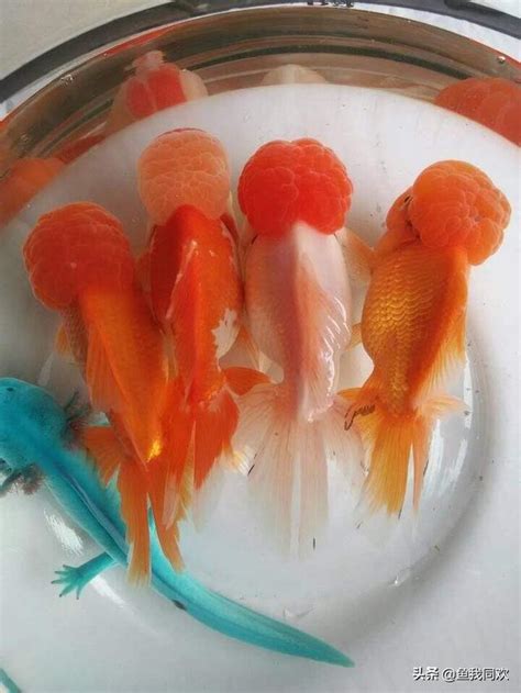 養金魚的數量|養對魚數：財運滾滾來